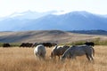 Grazing Ranch Herd Royalty Free Stock Photo