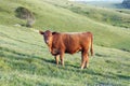 Grazing Red Cow Royalty Free Stock Photo