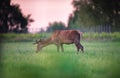 Grazing red deer stag in spring meadow near vineyard. Royalty Free Stock Photo