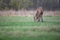 Grazing red deer stag with thrown off antlers in meadow in winter. Royalty Free Stock Photo