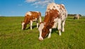 Grazing red spotted cows Royalty Free Stock Photo