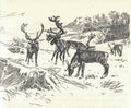 Grazing reindeer. Depiction of a prehistoric animal. Old black and white illustration. Vintage drawing. Illustration
