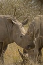 Grazing Rhino