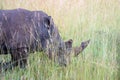 Grazing rhinoceros Royalty Free Stock Photo