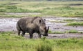 Grazing rhinoceros in grass in Lake Nakuru National Park Royalty Free Stock Photo