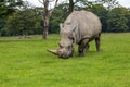 Grazing Rhinoceros Royalty Free Stock Photo