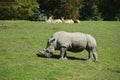 grazing rhinoceros Royalty Free Stock Photo