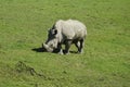 grazing rhinoceros Royalty Free Stock Photo