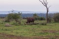 Grazing Rhinocerus Royalty Free Stock Photo