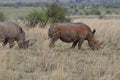 Grazing Rhinos