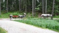 Grazing on the roads of Mosern, Austria