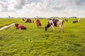 Grazing and ruminating cows Royalty Free Stock Photo