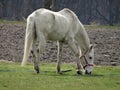 Grazing rural white horse next to a farmland Royalty Free Stock Photo