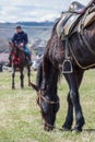 Grazing saddled workhorse horse.