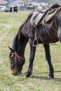 Grazing saddled workhorse horse.