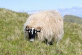 Grazing Scottish blackface sheep, Skye, Scotland Royalty Free Stock Photo