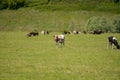 Grazing season. Cows and sheep graze in the meadow. Selective focus Royalty Free Stock Photo