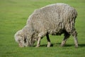 Grazing sheep Royalty Free Stock Photo
