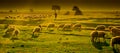 Grazing sheep Royalty Free Stock Photo