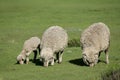 Grazing sheep Royalty Free Stock Photo