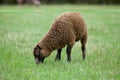 Grazing sheep Royalty Free Stock Photo