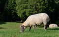 Grazing sheep Royalty Free Stock Photo