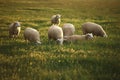 Grazing sheep.