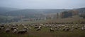 Grazing sheep on autumn meadow