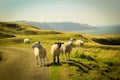 Grazing sheep at beautiful cliffs of Scotland, St Abb`s Head, UK