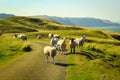 Grazing sheep at beautiful cliffs of Scotland, St Abb`s Head, UK