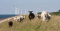 Grazing sheep with behind them a row of windmil Royalty Free Stock Photo