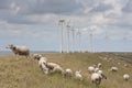 Grazing sheep with big windmills behind them