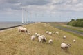 Grazing sheep with big windmills behind them