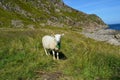 Grazing sheep and blue ocean in summer Royalty Free Stock Photo