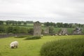 Grazing Sheep Among Castle Ruins