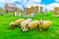 The grazing sheep at the cemetery Royalty Free Stock Photo