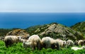 Grazing sheep on the coast of Sardinia Royalty Free Stock Photo