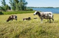 Grazing sheep on a Royalty Free Stock Photo