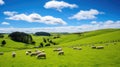 grazing sheep farm Royalty Free Stock Photo