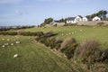 Grazing sheep in fields near Llanfaelog on Anglesey, Wales. Royalty Free Stock Photo