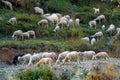 Grazing sheep and goat in valleys of Pre-Himalayas