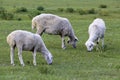 Grazing sheep Royalty Free Stock Photo
