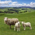 Grazing sheep and green picturesque landscape