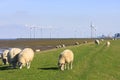 Grazing sheep upon Groningen near Eemshaven Royalty Free Stock Photo