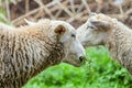 Grazing sheep. Head of the animal eating the green stalk