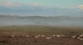 Grazing sheep on the heath on the edge of the Rantum basin on Sylt under the rising morning mist