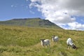 Grazing sheep on Ingleborough Royalty Free Stock Photo