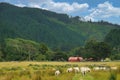 Grazing sheep in a meadow, Battle Hill Farm, Pauatahanui, Greater Wellington, North Island, New Zealand Royalty Free Stock Photo