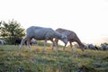 Grazing sheep in the meadow at sunset, gold watch Royalty Free Stock Photo