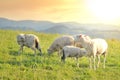 Grazing sheep on a meadow at sunset Royalty Free Stock Photo